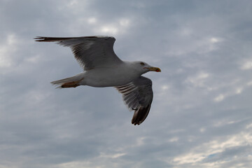 seagull in the flight