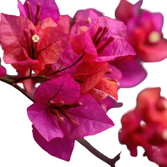 Bougainvillea flower tree with multiple flower spikes and green leaves on transparent background