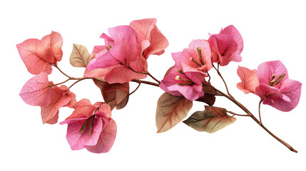 Obraz premium Bougainvillea flower tree with multiple flower spikes and green leaves on transparent background