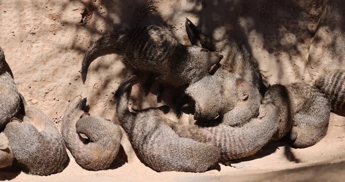 Mongoose sleeping in an European open environment zoo.