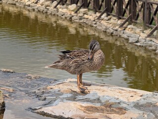 duck on the water