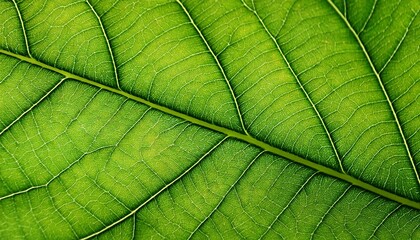 green leaf texture