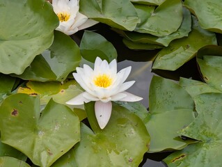 white water lily