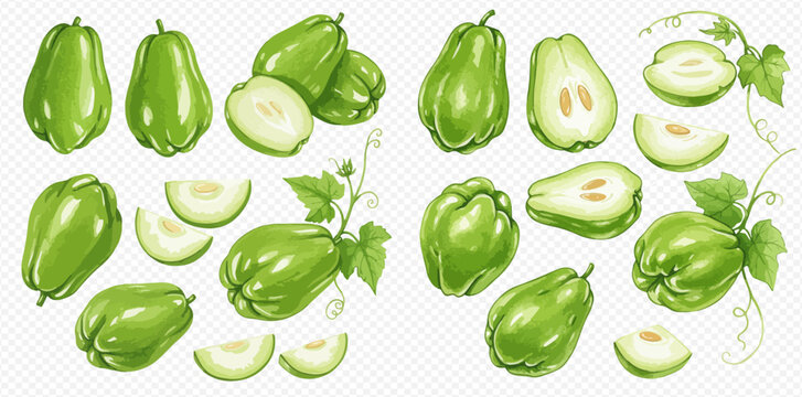 A collection of illustrated green chayote squashes, shown whole, cut in half, sliced, and on the vine with leaves.