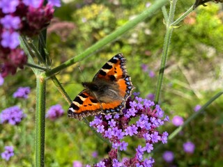 Obraz premium butterfly on a flower