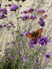 butterfly on flower