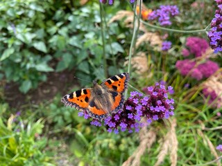butterfly on flower