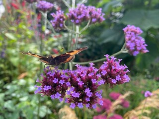 butterfly on a flower