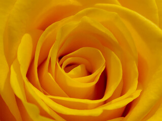 close-up center of a yellow rose flower