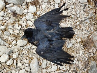 A dead raven with spread wings on rocky ground.