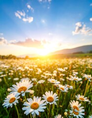 Fototapeta premium Field of daisies at sunset