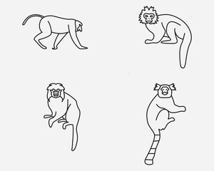 rainforest monkey outline icon.tamarin marmoset primate thin line logo design isolated on background