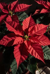 A vibrant red poinsettia flower with deep green leaves, showcasing its intricate petal patterns and central design