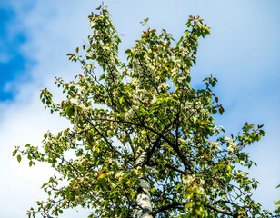 Blossoming tree against a partly cloudy sky