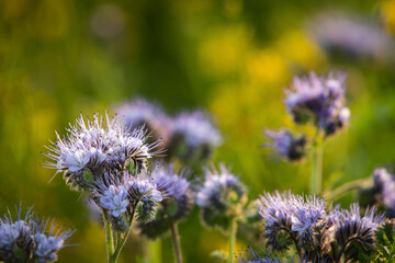 Purple flowers in the garden