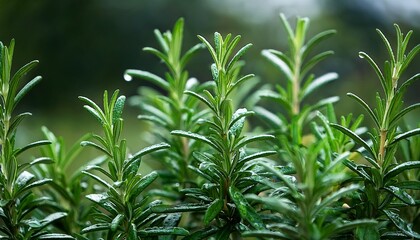 Obraz premium fresh rosemary plants display vibrant green leaves adorned with glistening water droplets after a refreshing rain creating a serene atmosphere
