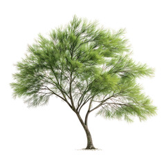 Casuarina tree with needle-like foliage and slender trunk on transparent background