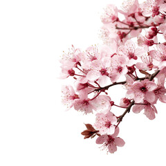 Close-up of delicate pink cherry blossoms (6)