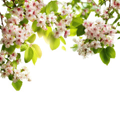 Obraz premium Spring blossoms on branches (11)