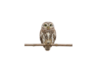 Little Owl Perched on a Branch, Isolated on White
