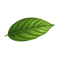 Obraz premium Single green leaf with detailed veins on a black background