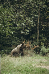 bear in the forest