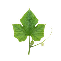 Isolated Green Pumpkin Leaf with Tendril on White