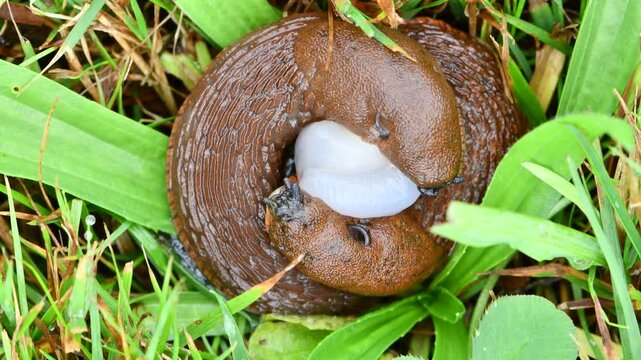 Mating spanish slugs (Arion vulgaris) with spermatophore exchange on grass in daylight. Nature of Czech republic.