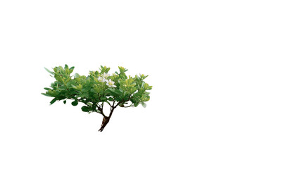 Fototapeta premium Solitary Tree Silhouette: A singular, small tree with vibrant green leaves stands proudly against a blank canvas.