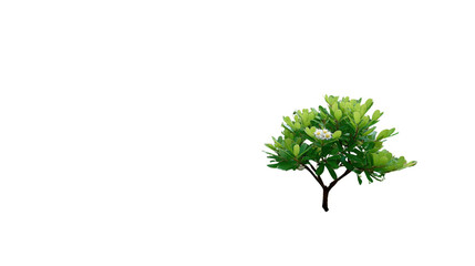 Obraz premium Lush Green Tree : A captivating image of a vibrant green tree in its natural state, showcasing the beauty of nature and the refreshing aspect of greenery.