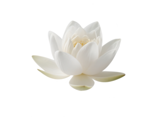 Elegant White Flower on White Background