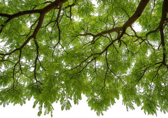 Obraz premium Jacaranda Tree Canopy with Green Leaves against Transparent Background, Natural Detail