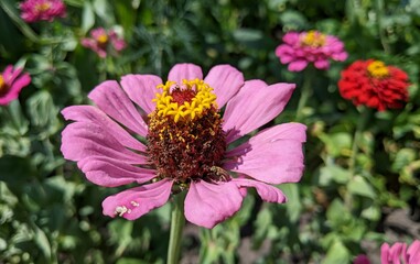 A pink flower, whose petals resemble the sun, stands out against the green foliage. Its bright...