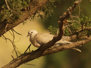 collared dove © Krzysztof
