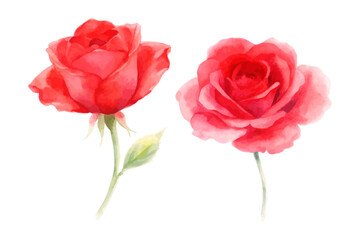 Watercolor red rose bouquets
