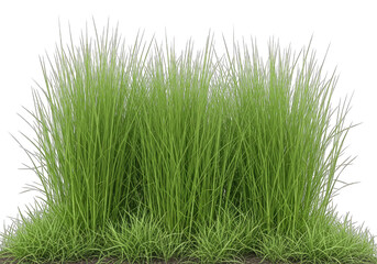 Fototapeta premium Lush Green Grass Clump Isolated on Transparent Backdrop, Natural Element Detail