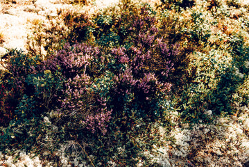 Wild bushes plant with small lilac wild flowers in dense nature forest garden