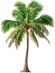 Obraz premium Coconut tree with textured trunk and large green fronds on transparent background