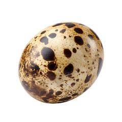 A speckled quail egg isolated on black background
