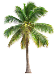 Obraz premium Coconut tree with textured trunk and large green fronds on transparent background