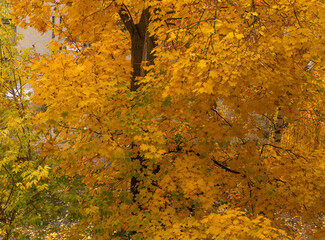 Maple leaves turned yellow in fall. concept