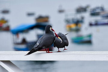 Inca terns (zarcillos o piqueros) engaging in mating behavior on a railing along the coast of Lima,...
