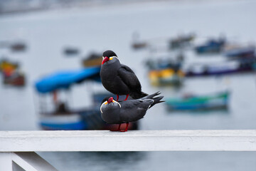 Inca terns (zarcillos o piqueros) engaging in mating behavior on a railing along the coast of Lima,...