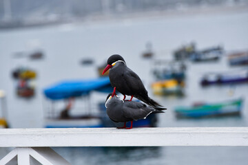 Inca terns (zarcillos o piqueros) engaging in mating behavior on a railing along the coast of Lima,...