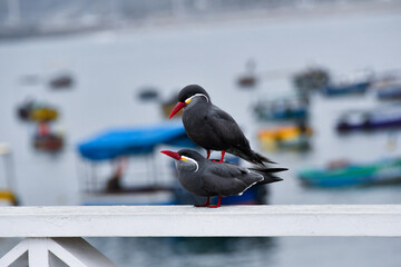 Inca terns (zarcillos o piqueros) engaging in mating behavior on a railing along the coast of Lima,...