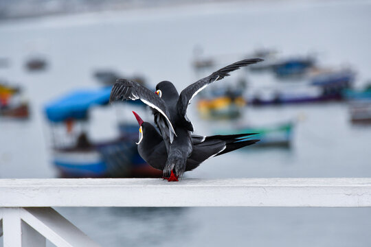 Inca terns (zarcillos o piqueros) engaging in mating behavior on a railing along the coast of Lima, Peru. A seabird species native to the southeastern Pacific Ocean recognized by its dark gray plumage