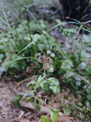 butterfly on a flower
