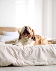 Obraz premium Dog yawning on a bed