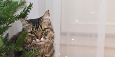 Curious striped cat sitting by Christmas tree, watching holiday lights. cat and Christmas tree...