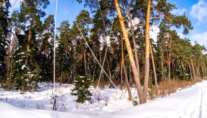 Snowy pine forest on a sunny day
